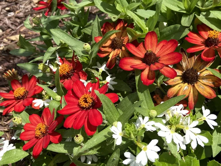 Zinnia (Profusion Seven Color Mix) flowers