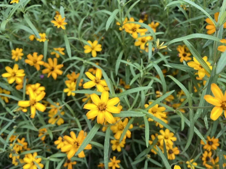 Zinnia angustifolia 'Star Gold' flower