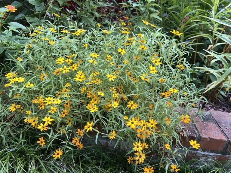 Zinnia angustifolia 'Star Gold' flowering habit