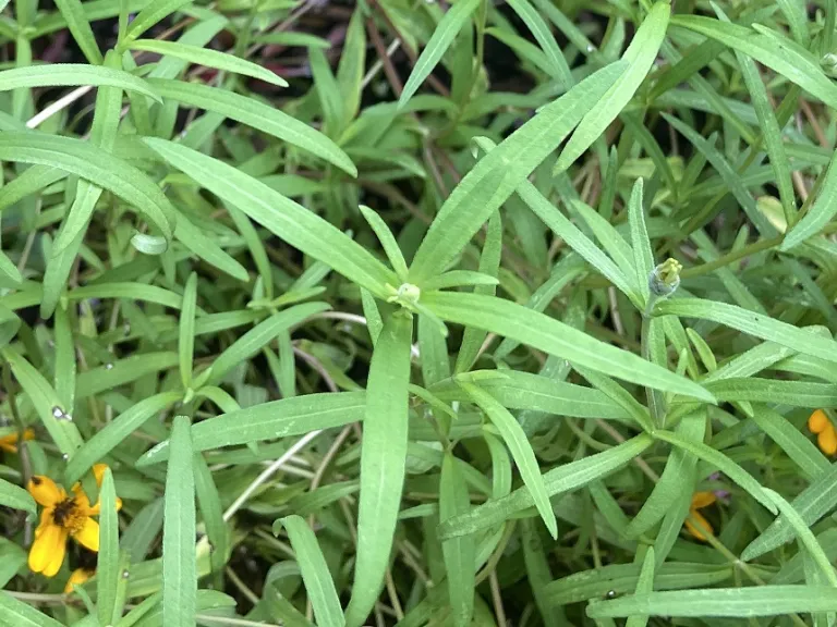 Zinnia angustifolia 'Star Gold' foliage
