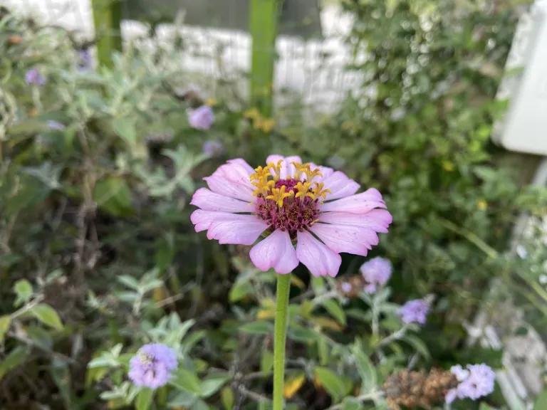Zinnia elegans 'Zinderella Lilac' flower