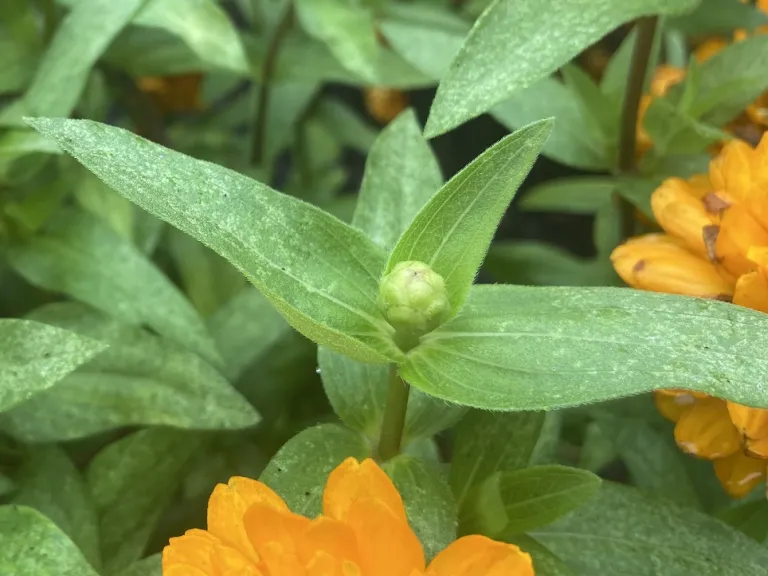 Zinnia marylandica 'PAS1246674' (Double Zahara™ Bright Orange) flower bud
