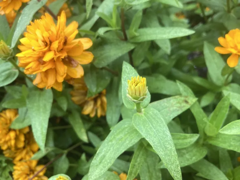 Zinnia marylandica 'PAS1246674' (Double Zahara™ Bright Orange) flower opening