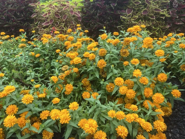 Zinnia marylandica 'PAS1246674' (Double Zahara™ Bright Orange) flowering habit