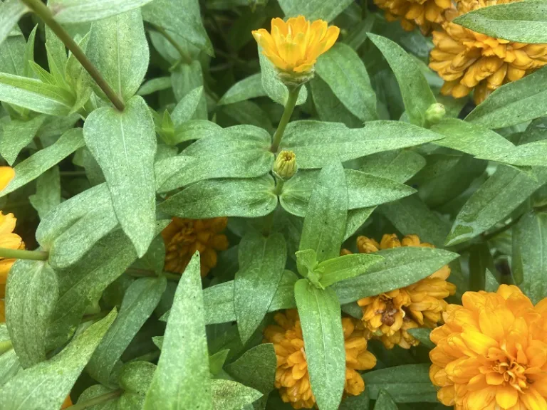 Zinnia marylandica 'PAS1246674' (Double Zahara™ Bright Orange) foliage