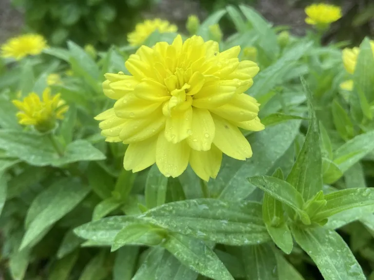 Zinnia marylandica 'PAS1374895' (Double Zahara™ Yellow) flower