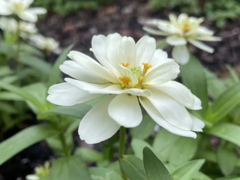 Zinnia marylandica 'PAS989994' (Double Zahara™ White) flower
