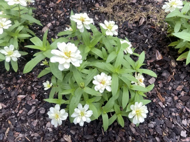 Zinnia marylandica 'PAS989994' (Double Zahara™ White) flowering habit