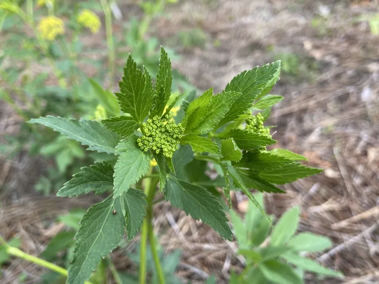 Zizia aurea flower buds