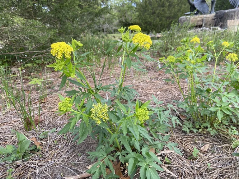 Zizia aurea flowering habit