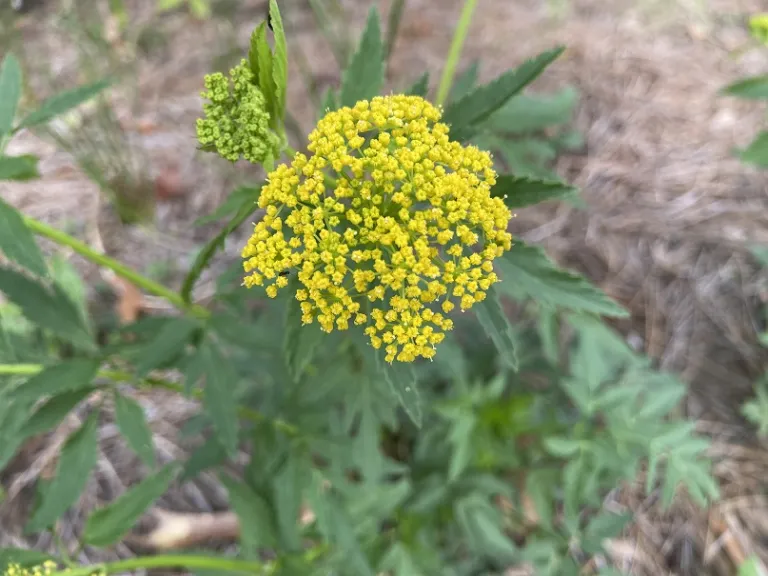 Zizia aurea flowers