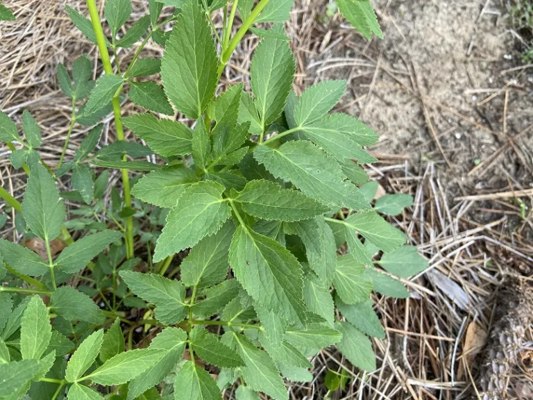 Zizia aurea foliage