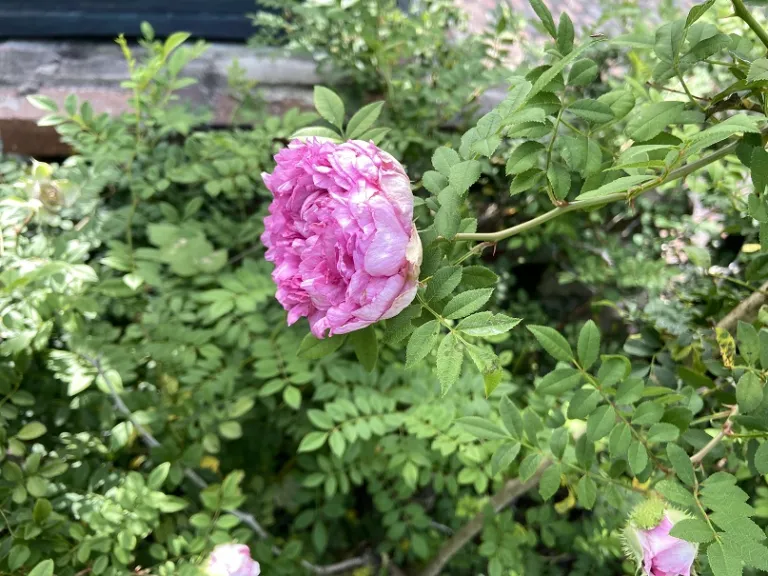 Rosa roxburghii flower side view