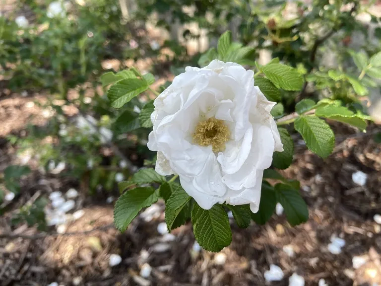 Rosa rugosa 'Alba' flower