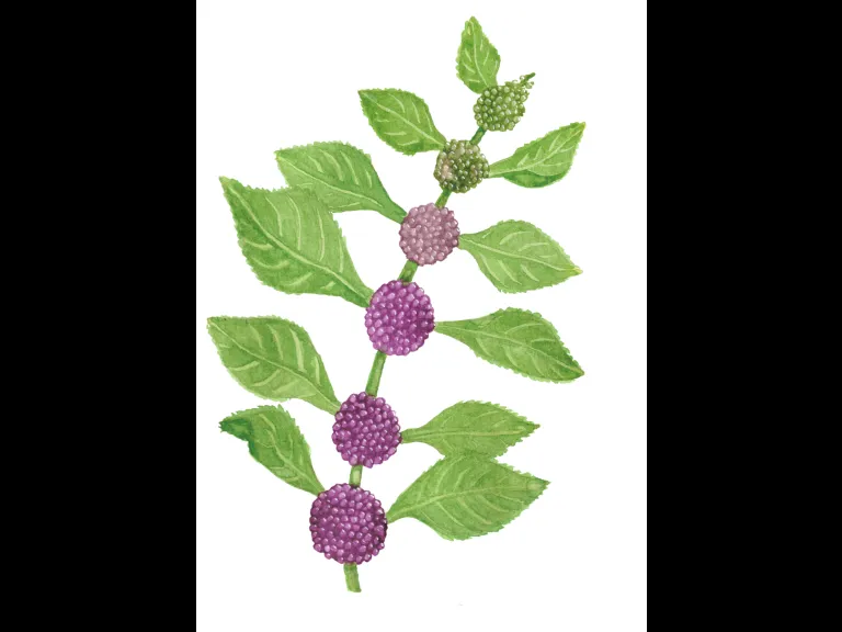 Botanical Watercolor (Callicarpa americana) by Maeve Snyder