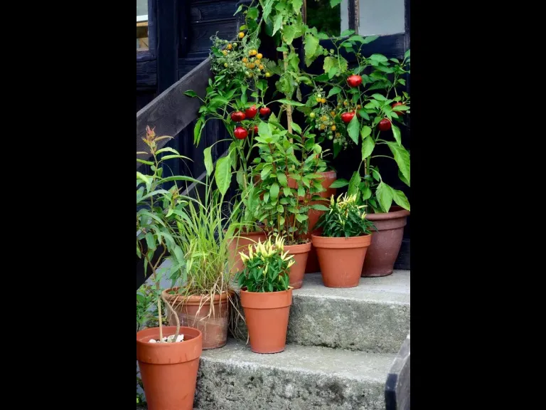 Vegetable Container Garden