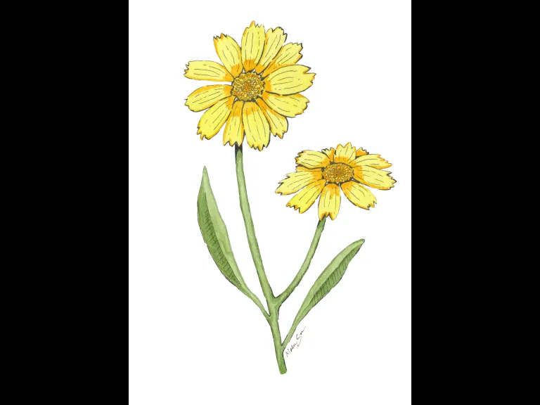 Botanical Watercolor (Coreopsis lanceolata) by Maeve Snyder
