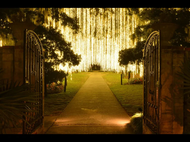 Nights of a Thousand Candles _ Oak Allee