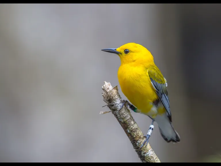Yellow bird on branch