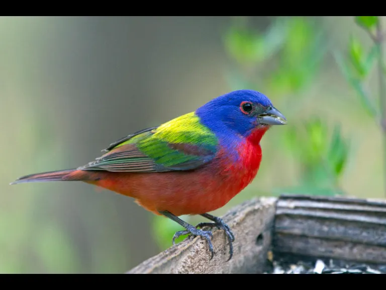multicolor bird on branch