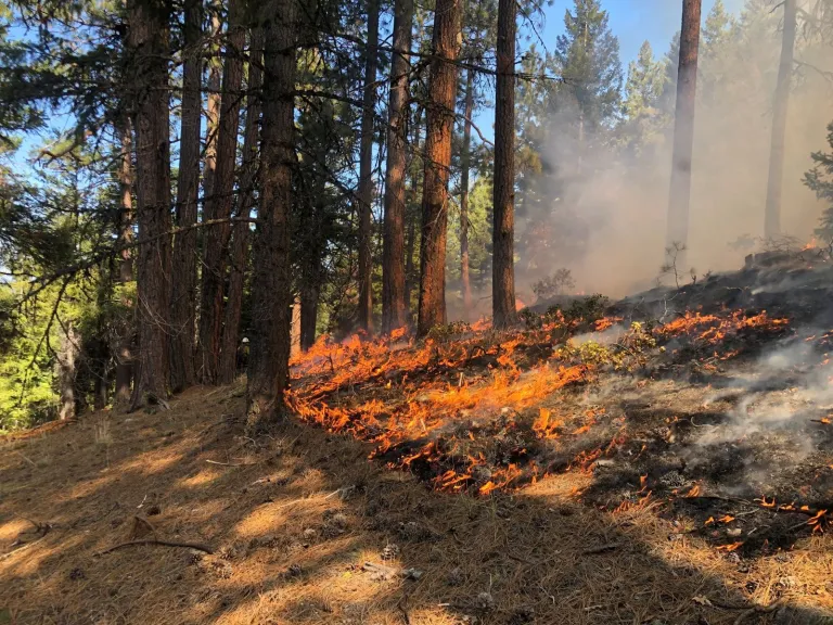 Prescribed Fires with Trapper Fowler | Brookgreen