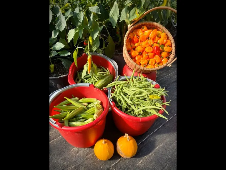 Harvested vegetables
