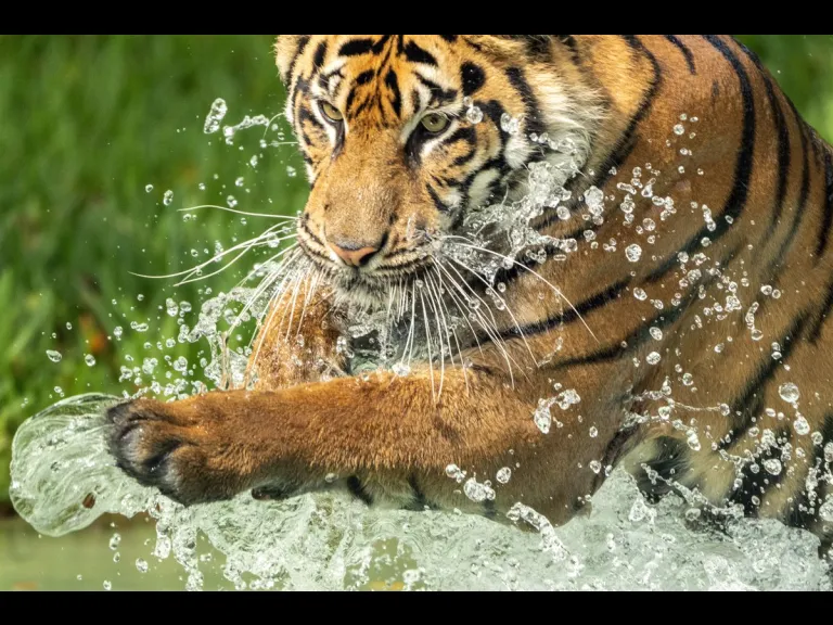 Tiger splashing in the water - Photo by Ron Magill