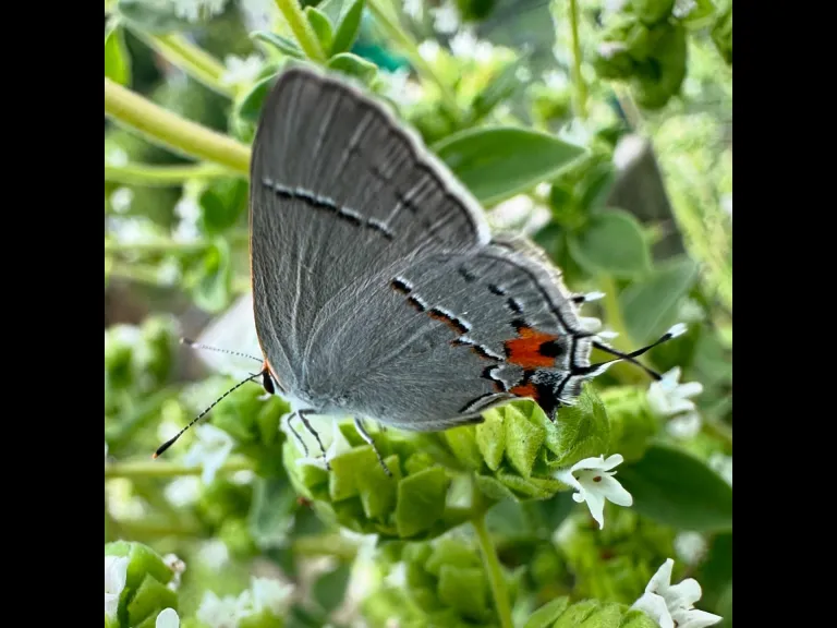 A pollinator on a winter flower