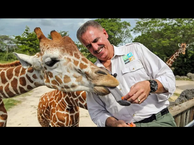Ron Magill Feeding a giraffe at the Miami Zoo