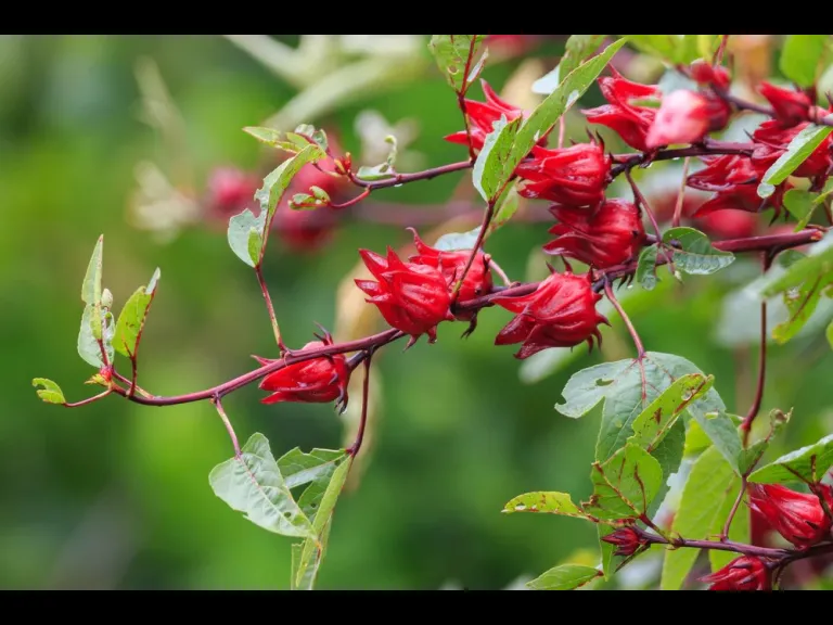Hibiscus plant - red