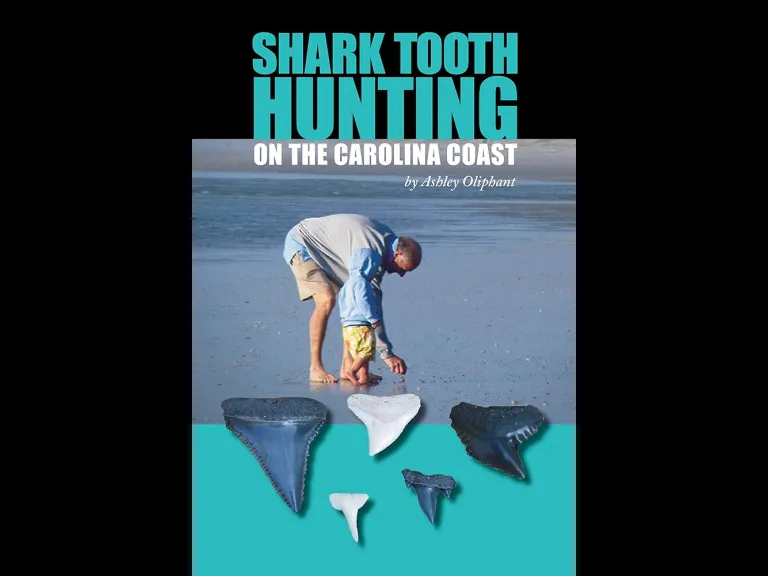 Shark Tooth Hunting on the Carolina Coast by Ashley Oliphant