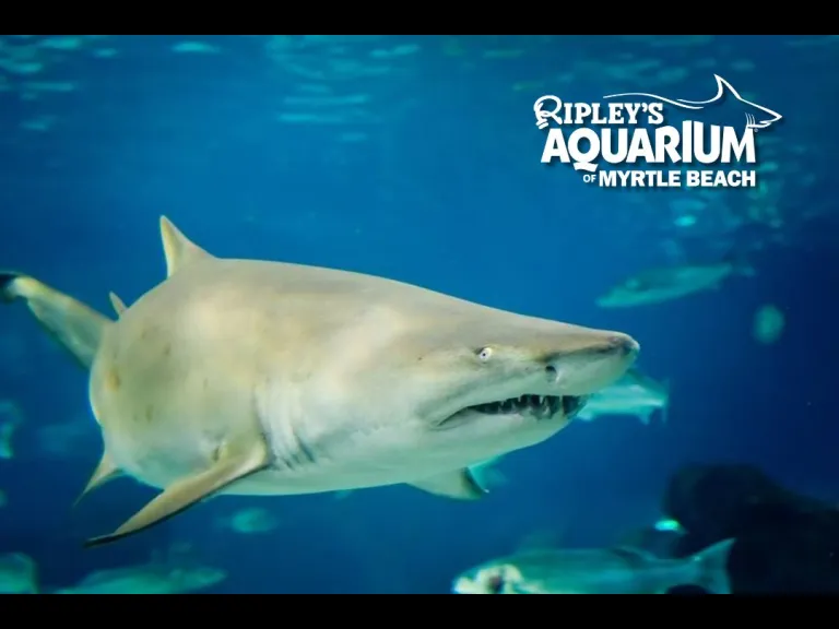 Shark at Ripley's Aquarium in Myrtle Beach