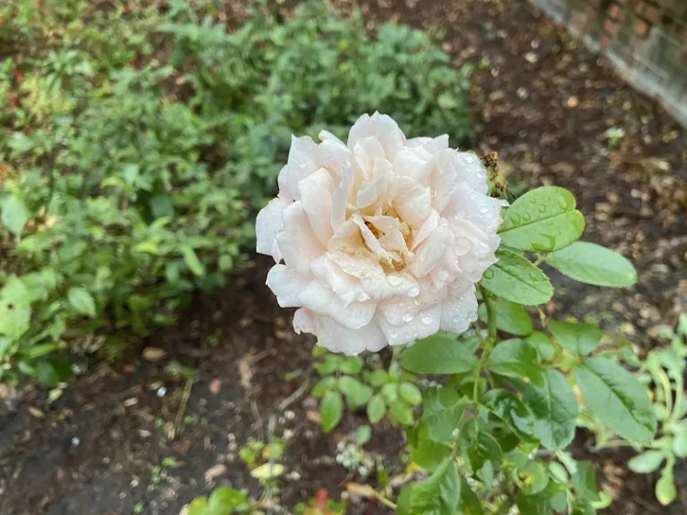 Rosa 'KORvanaber' (Lion's Fairy Tale) (Lions-Rose®) flower