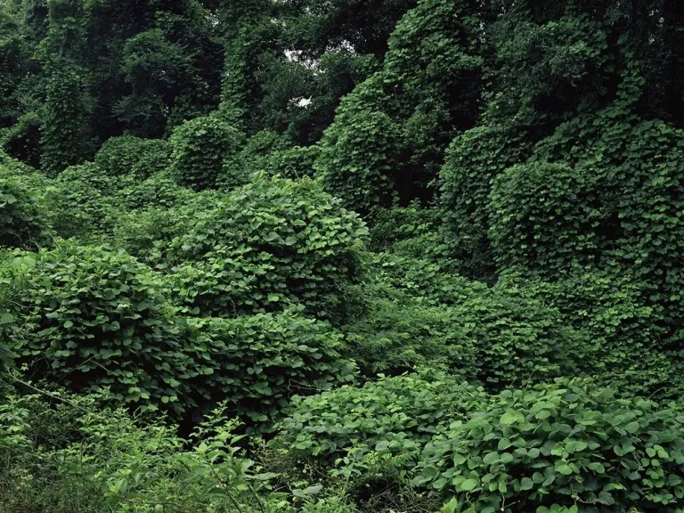 Easton Selby - Conjure