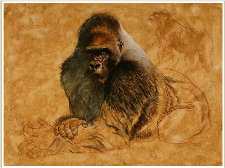 Silverback by Ezra Tucker