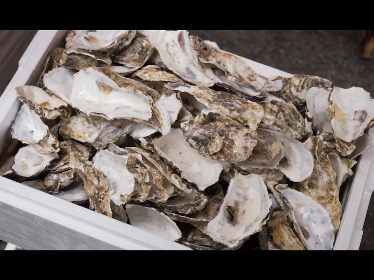 Oysters _ Holly Sommers Talk