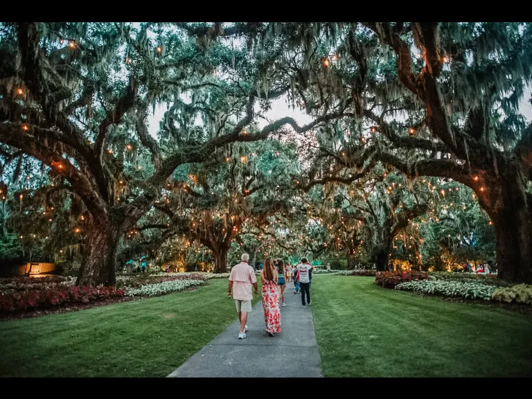 Summer Light: Art By Night in Live Oak Allee at Brookgreen Gardens