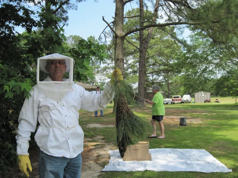 Tom Francis holding bees