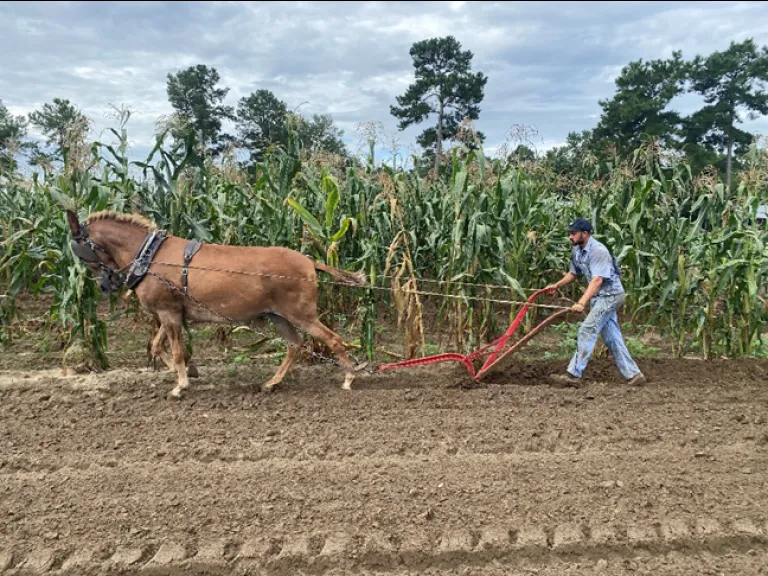 Plow Demonstration with Mule