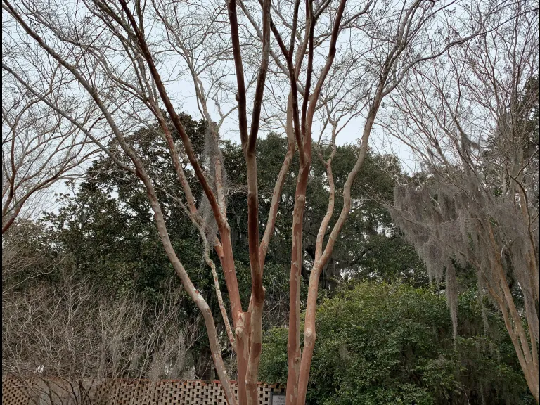 The image shows the branches of a bare crape myrtle. Because of the pruning process called limbing, there are no branches growing on the lower half of the tree.