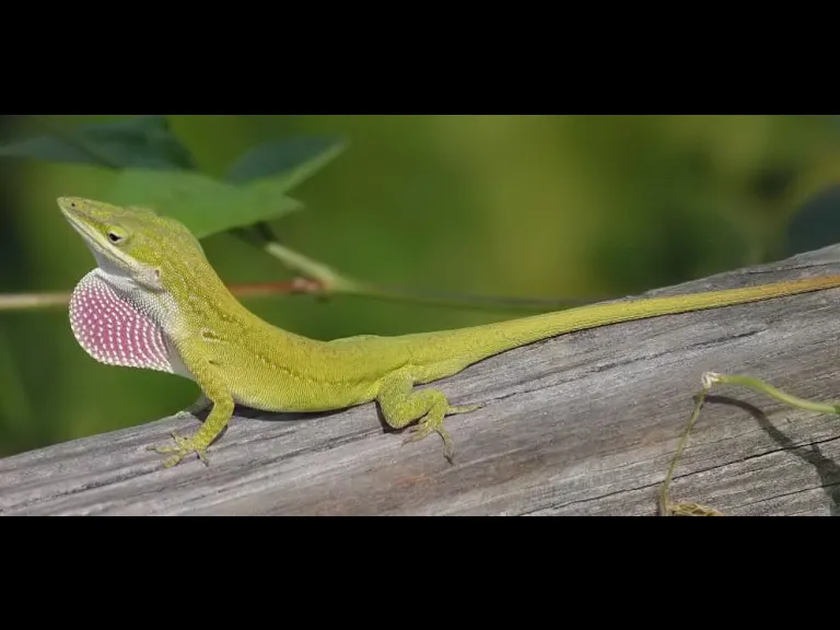 Lizard on log