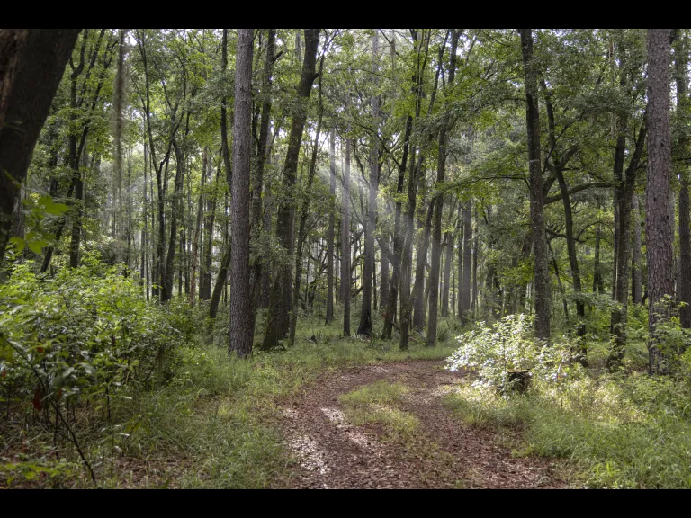 Photos of woods