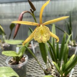 × Brassocattleya Yellow Bird flower