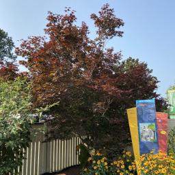 Acer palmatum 'Moonfire' habit