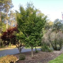 Acer palmatum 'Sango-kaku' habit