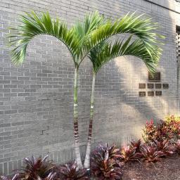 Adonidia merrillii habit