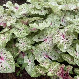 Caladium bicolor 'Miss Muffet' habit