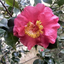 Camellia japonica 'R.L. Wheeler' flower
