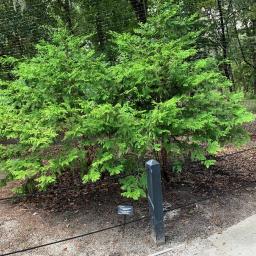 Chamaecyparis pisifera 'Vintage Gold' habit