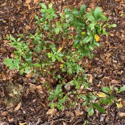 Clethra alnifolia 'Crystalina' (Sugartina®) habit